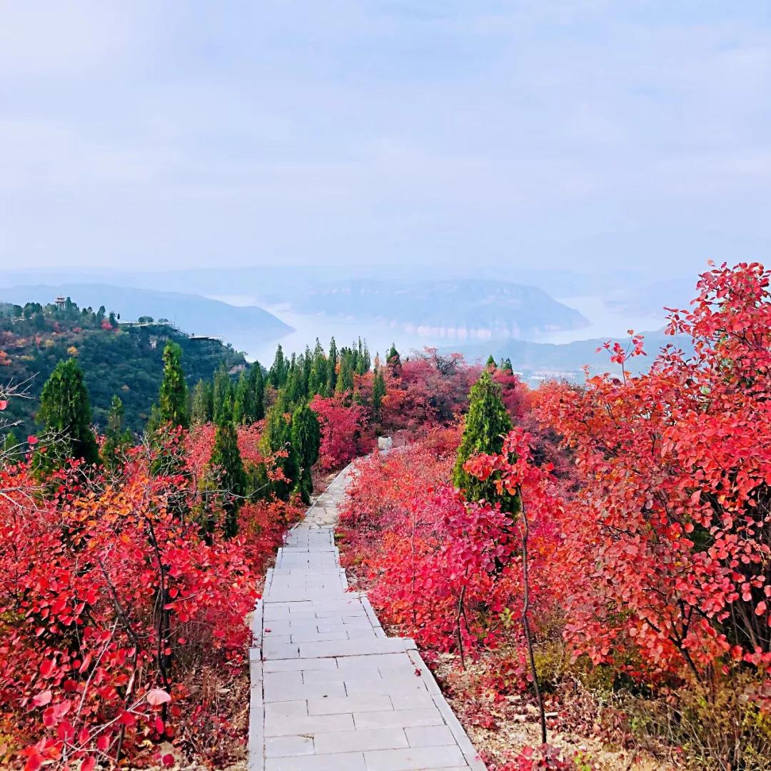 洛阳荆紫仙山景区红叶最佳观赏期还有一周哟~~