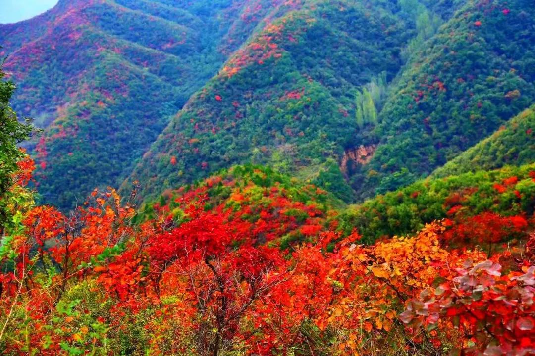 洛阳荆紫仙山景区红叶最佳观赏期还有一周哟~~