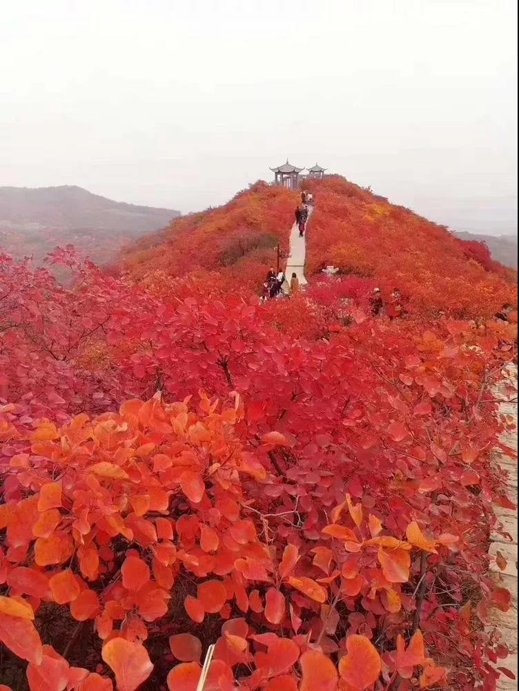 踏秋巩义醉美红叶，感受长寿山最浓秋韵