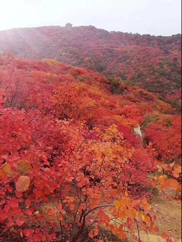 踏秋巩义醉美红叶，感受长寿山最浓秋韵