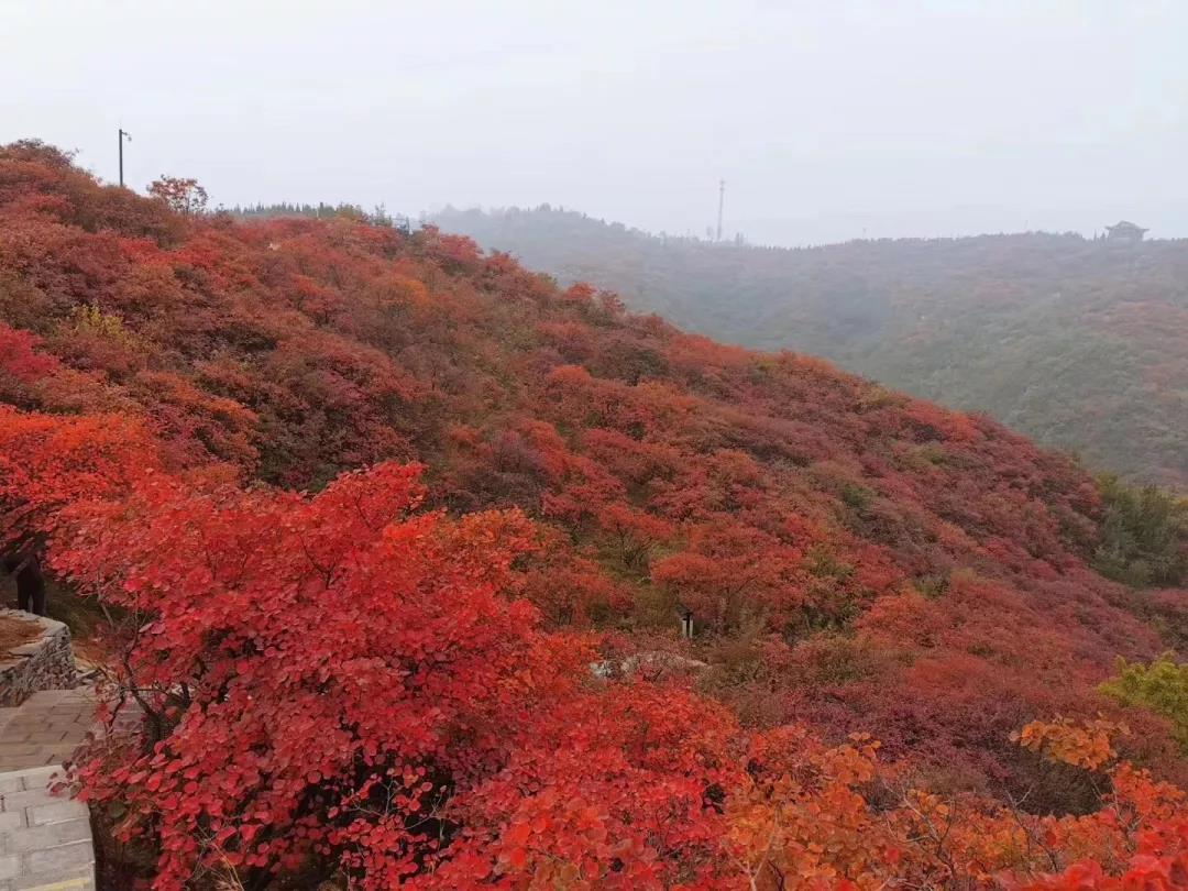 踏秋巩义醉美红叶，感受长寿山最浓秋韵