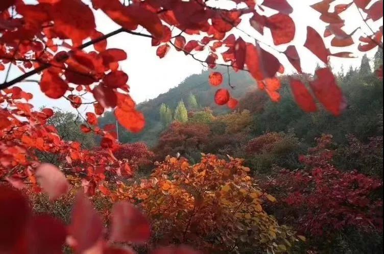 踏秋巩义醉美红叶，感受长寿山最浓秋韵