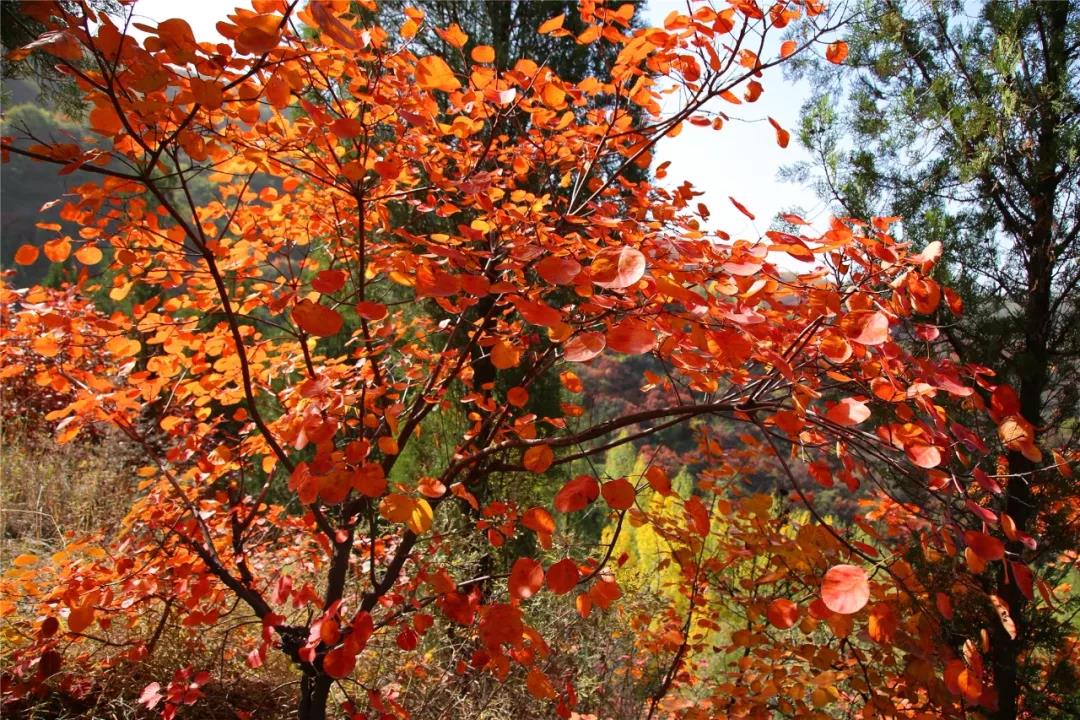 洛阳荆紫仙山红叶、千年古村落在金秋唯美相遇~~