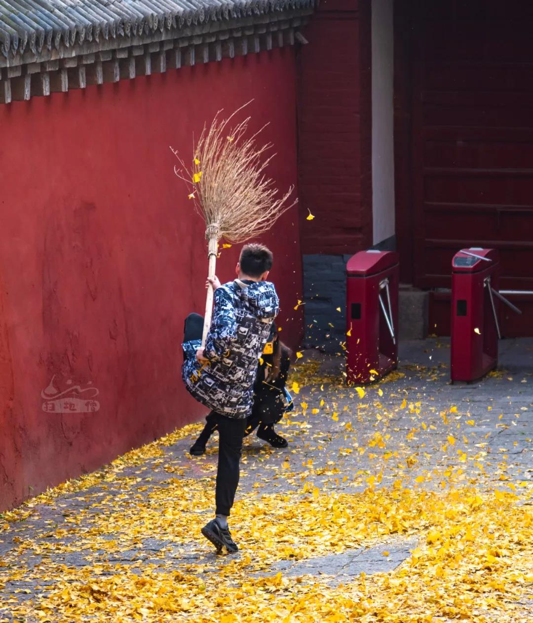 1500年的颜色是什么样，少林寺的银杏树会告诉你