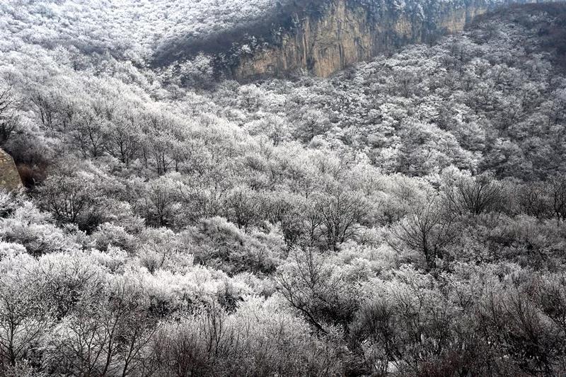 云台山出现漫山遍野雾凇奇观！