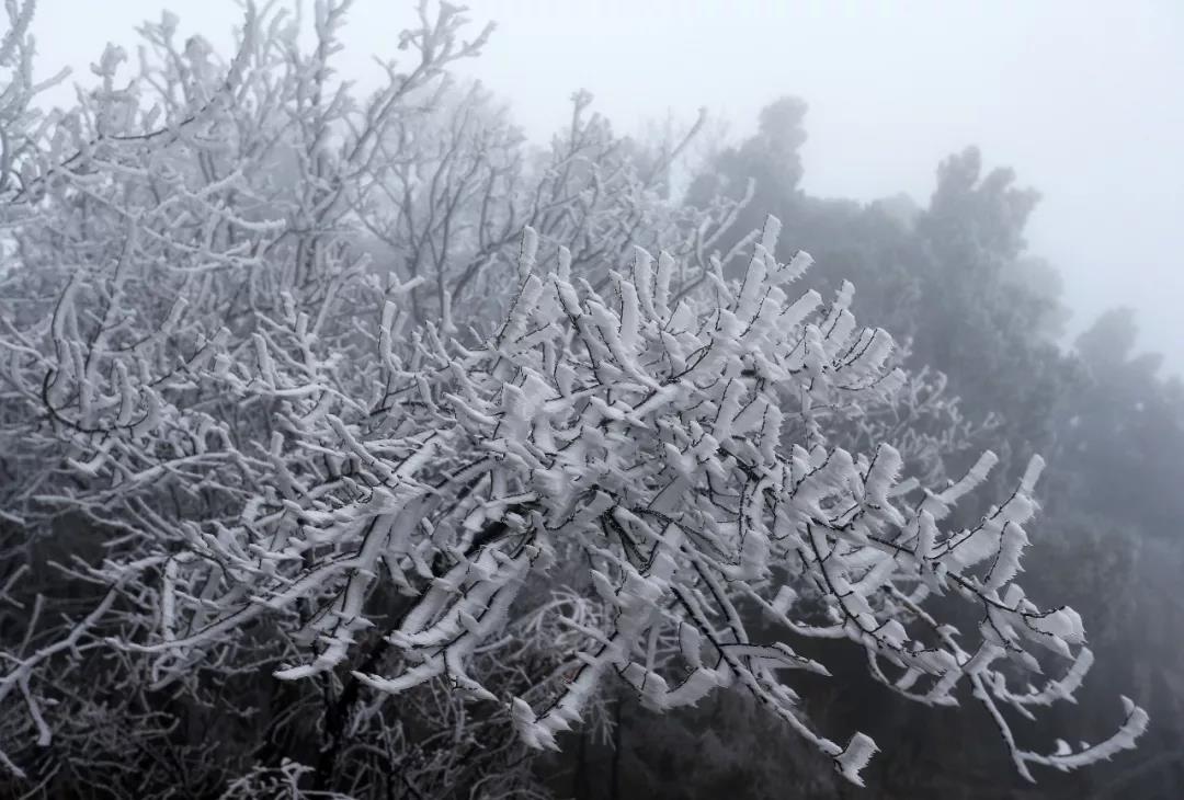 云台山出现漫山遍野雾凇奇观！