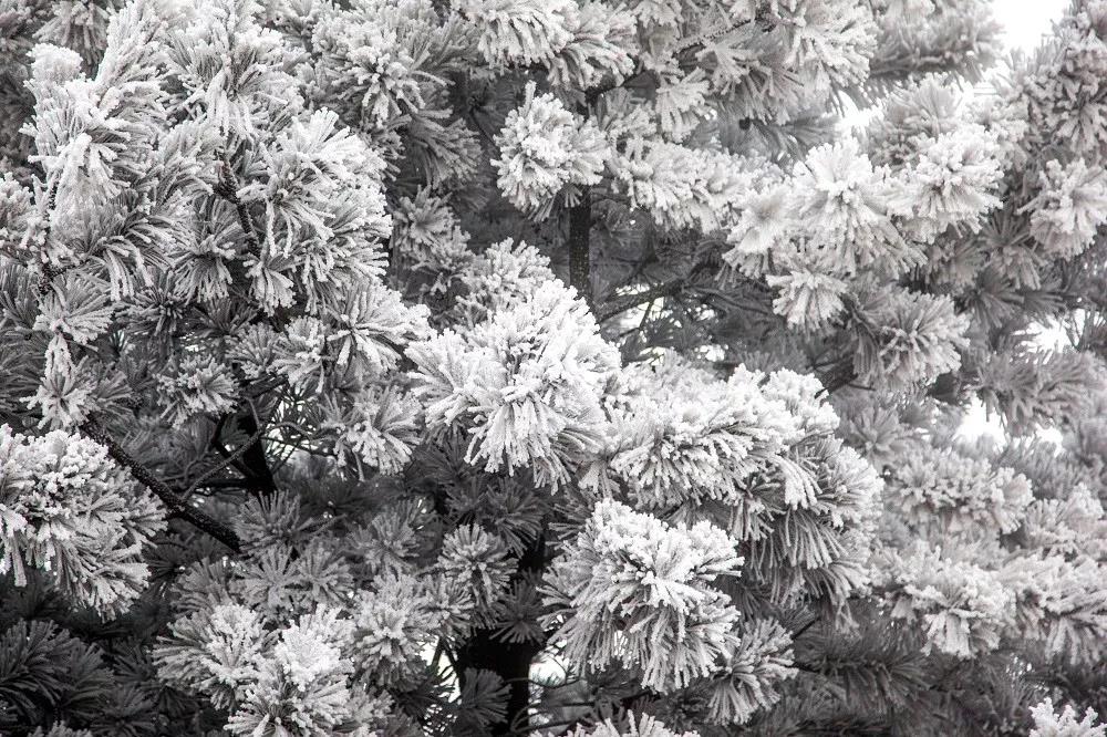 云台山出现漫山遍野雾凇奇观！
