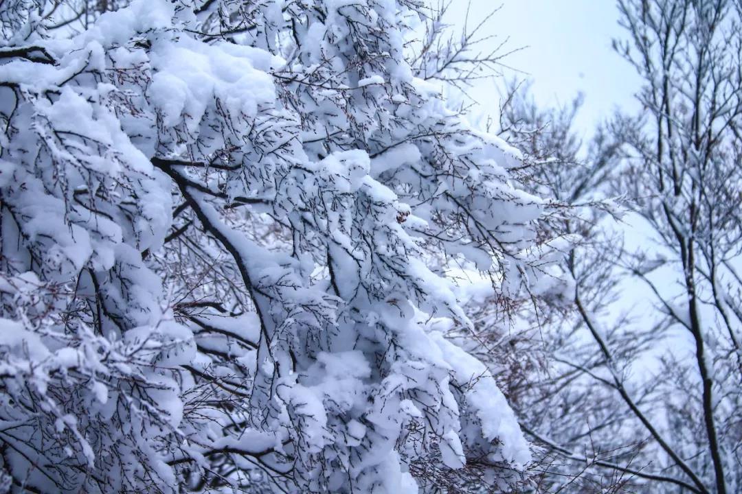 2020年首场大雪降落云台山,一步走进白色童话世界！