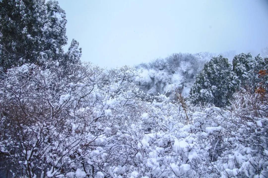 2020年首场大雪降落云台山,一步走进白色童话世界！