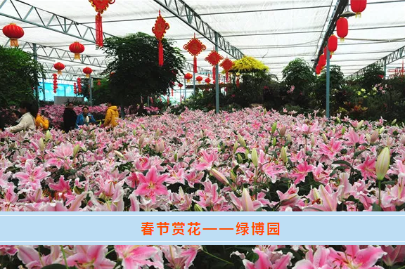 绿博园：百合花展筹备中，大年初一喜迎客