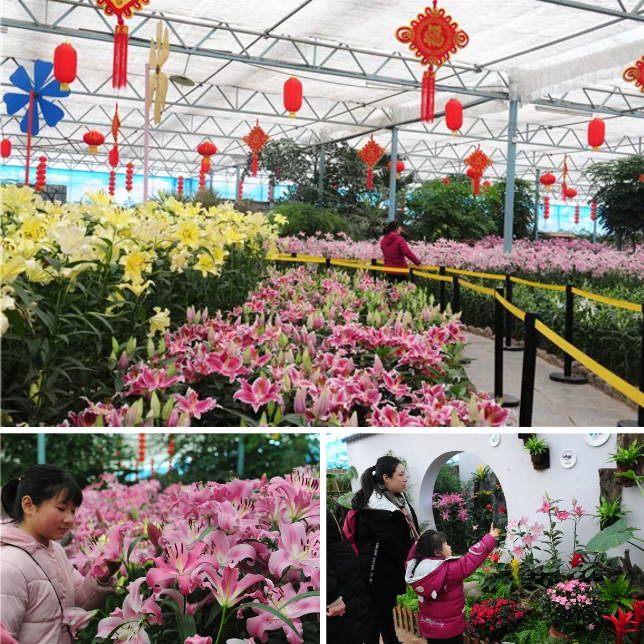 绿博园：百合花展筹备中，大年初一喜迎客