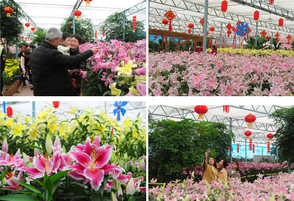 绿博园：百合花展筹备中，大年初一喜迎客