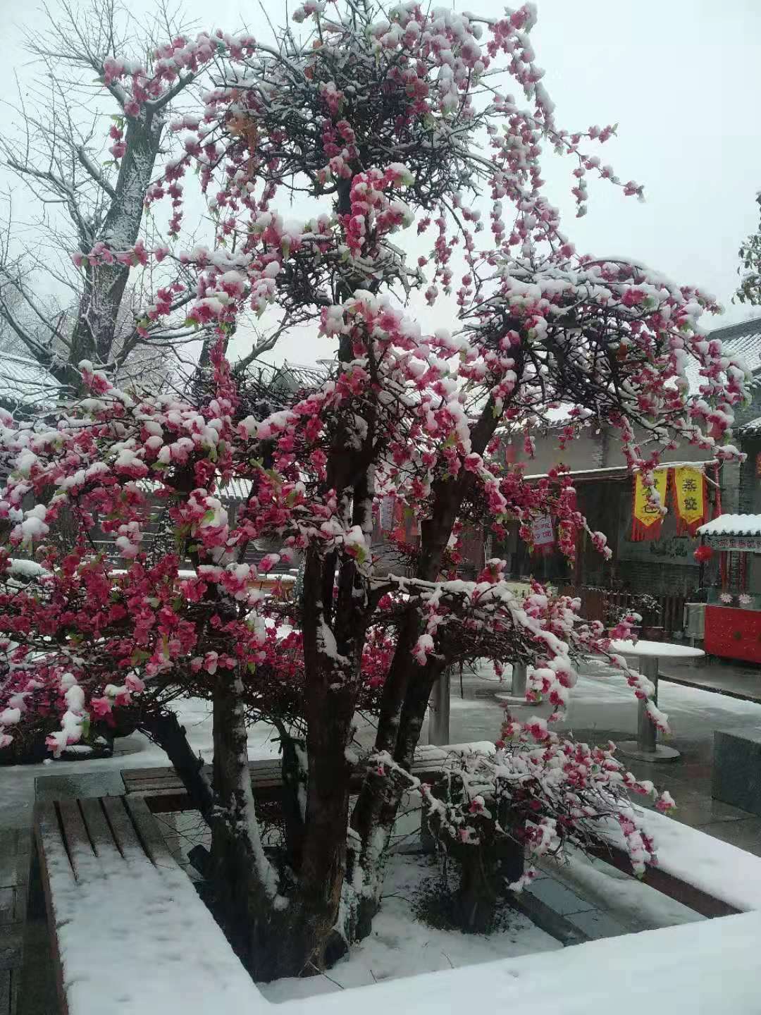 听说，雪后的长寿山是这么好看？