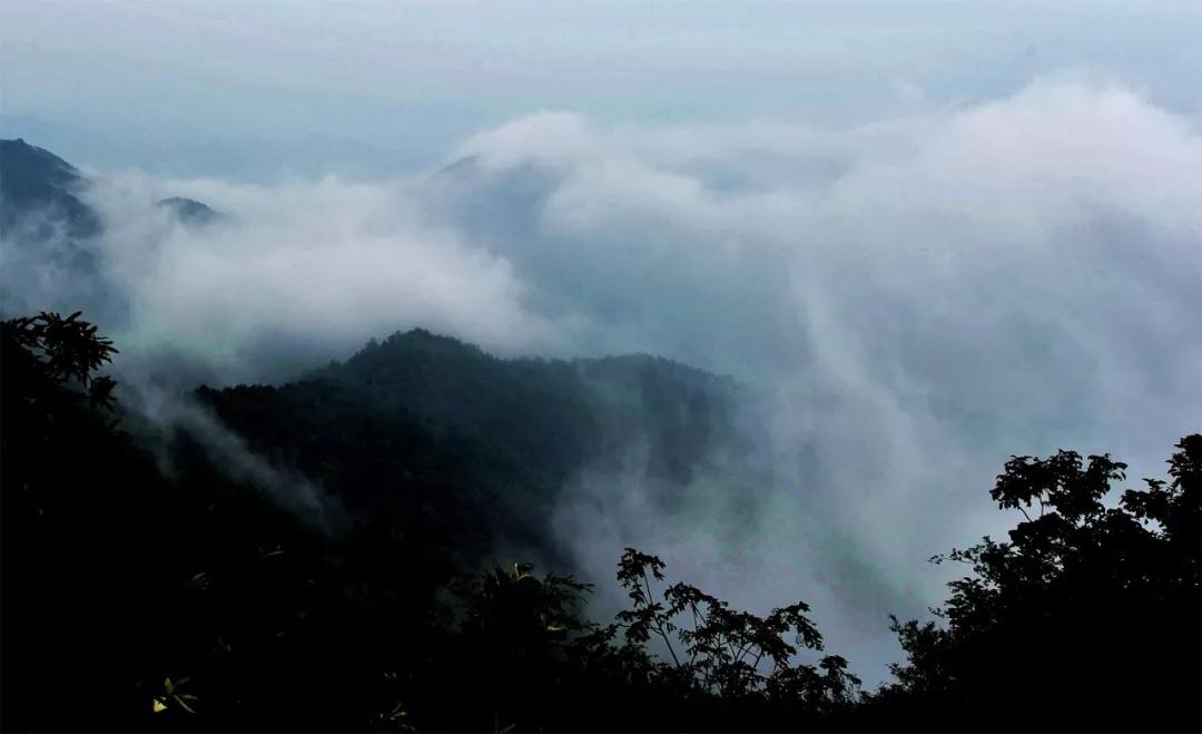 二月二丨待疫情过去，来鸡公山观春色，赏美景，嗅花香！
