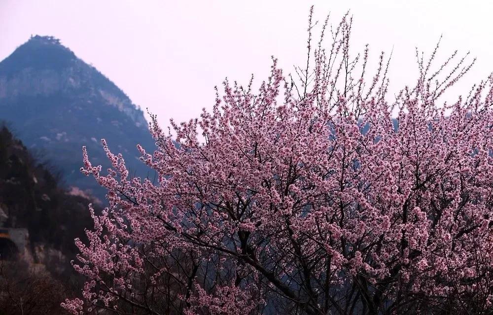 【公告】云台山景区2月28日起恢复开放！