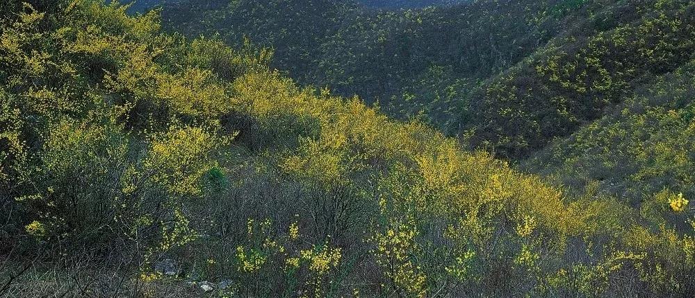 【公告】云台山景区2月28日起恢复开放！