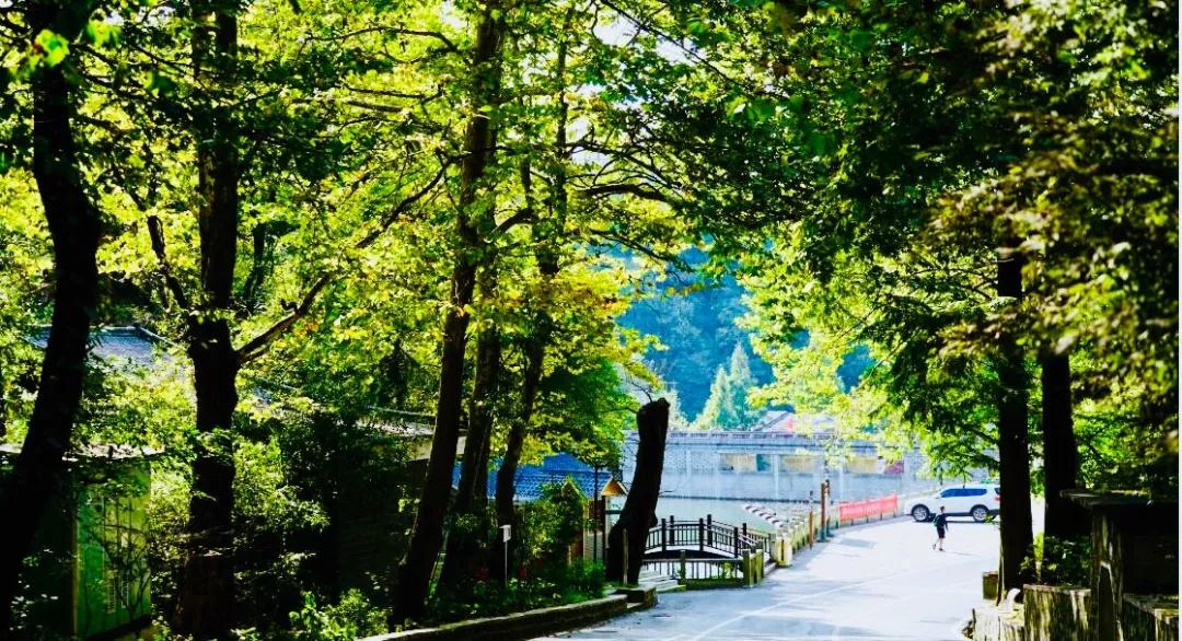 阳春三月，鸡公山景区美的仿若仙境，待到疫情结束，一定要去
