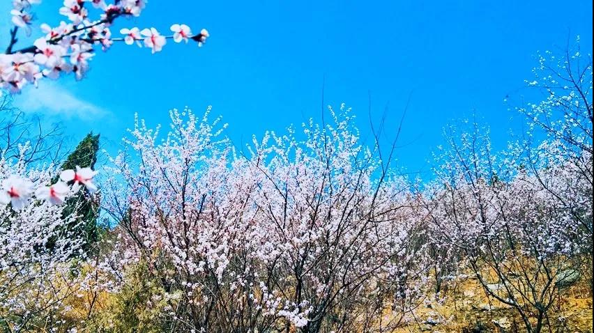 【公告】鹤壁云梦山景区3月12日起恢复开放！
