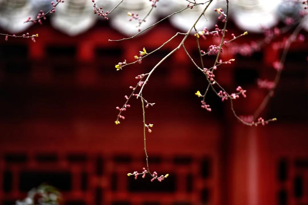 太昊陵开园寄语：好久不见，别来无恙