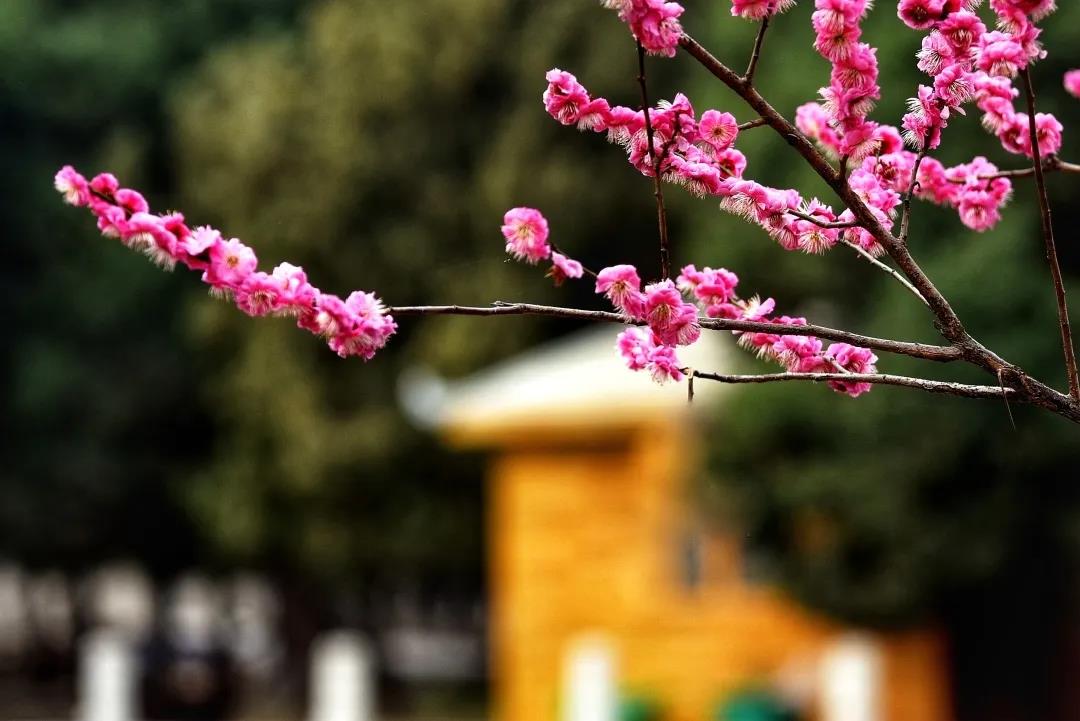 太昊陵开园寄语：好久不见，别来无恙