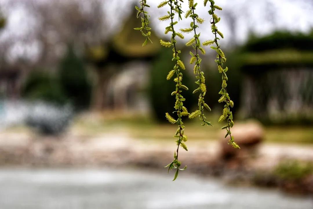 太昊陵开园寄语：好久不见，别来无恙