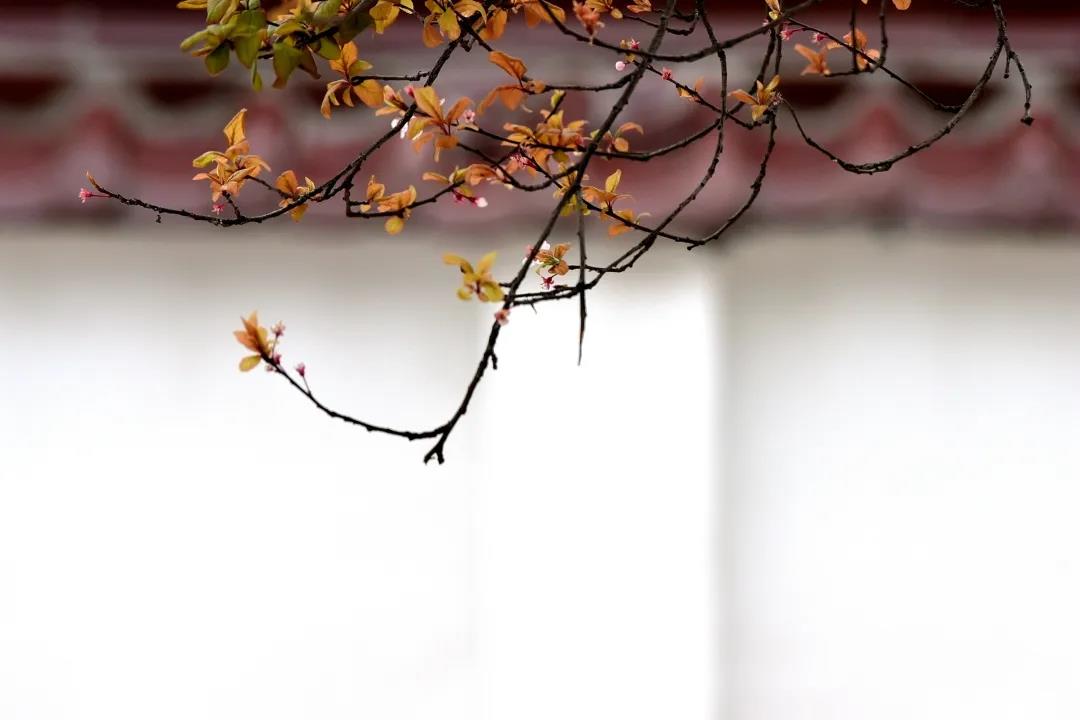 太昊陵开园寄语：好久不见，别来无恙