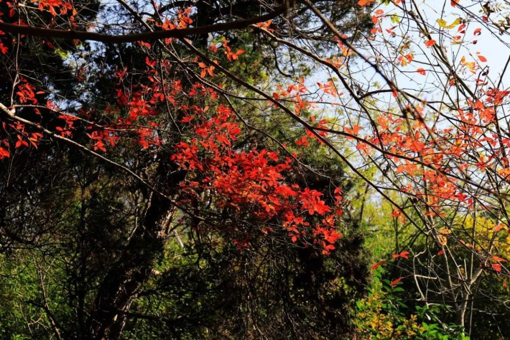 免票21天|莫负秋光，品读秋时鸡公山