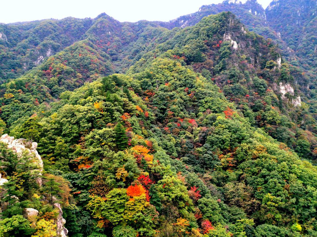 一年一度的尧山红叶节即将在10月20日魅力开幕！