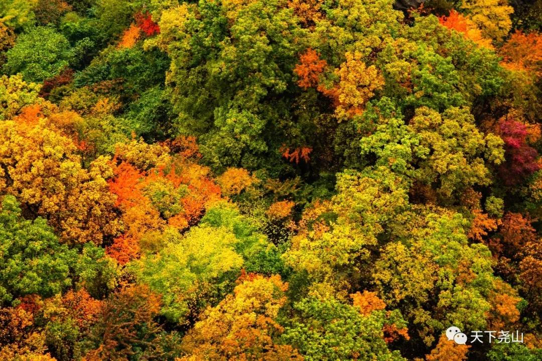 菊黄枫红重阳 徒步尧山之上