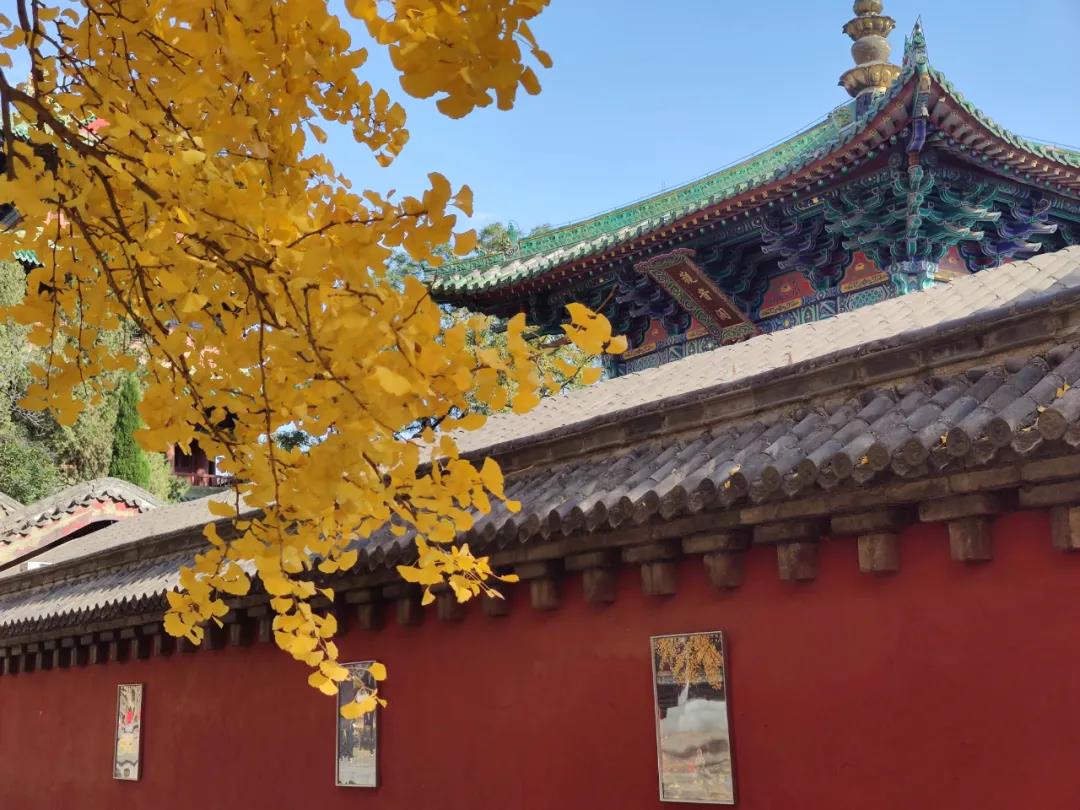 你知道嵩山脚下有多少棵千年银杏树吗？