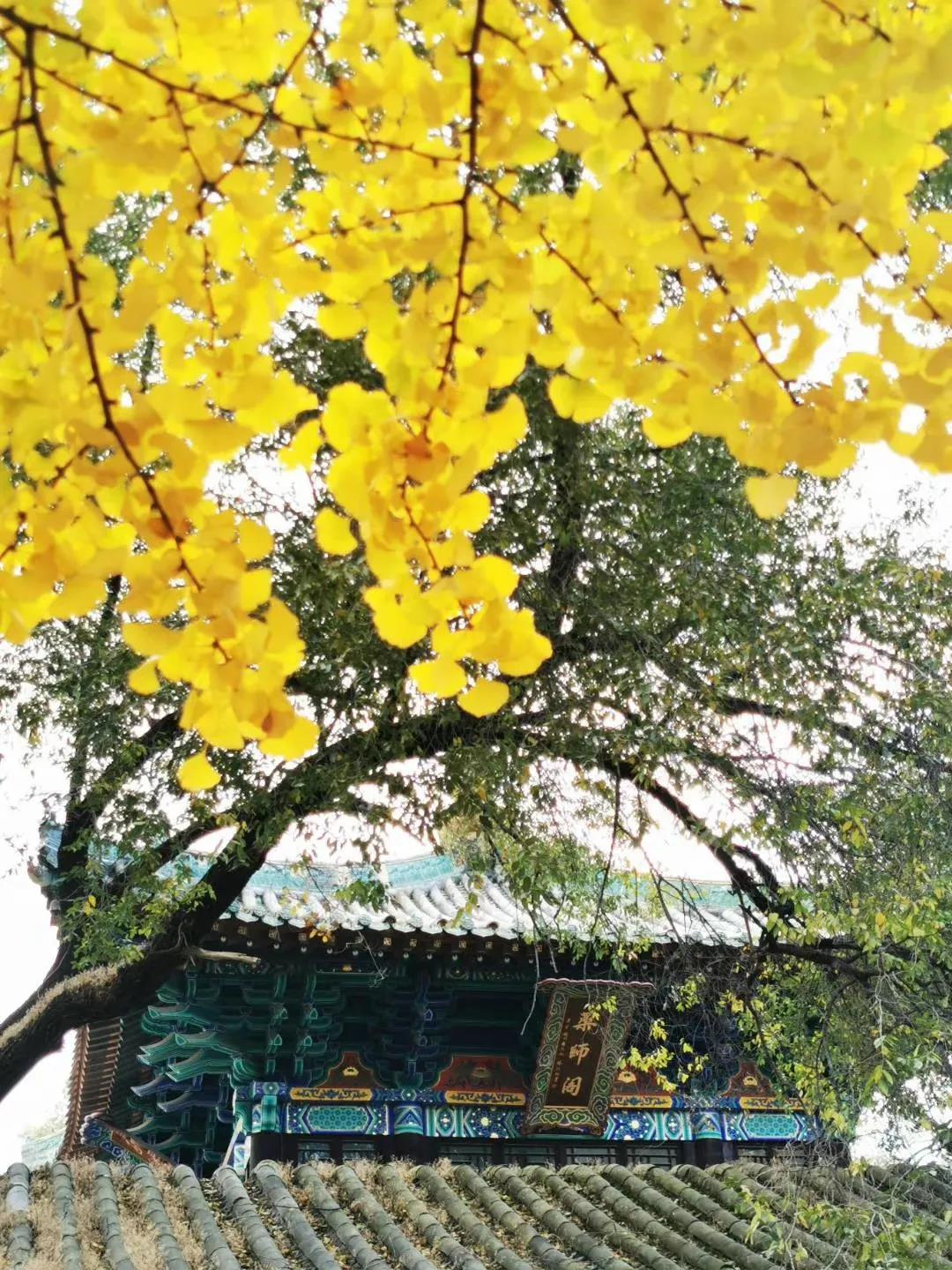 你知道嵩山脚下有多少棵千年银杏树吗？