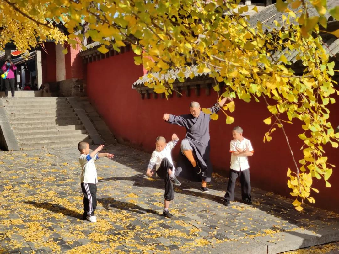 你知道嵩山脚下有多少棵千年银杏树吗？