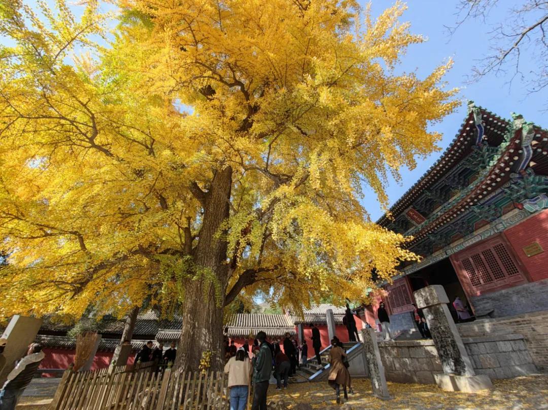 你知道嵩山脚下有多少棵千年银杏树吗？