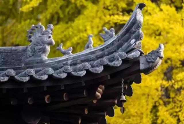 你知道嵩山脚下有多少棵千年银杏树吗？