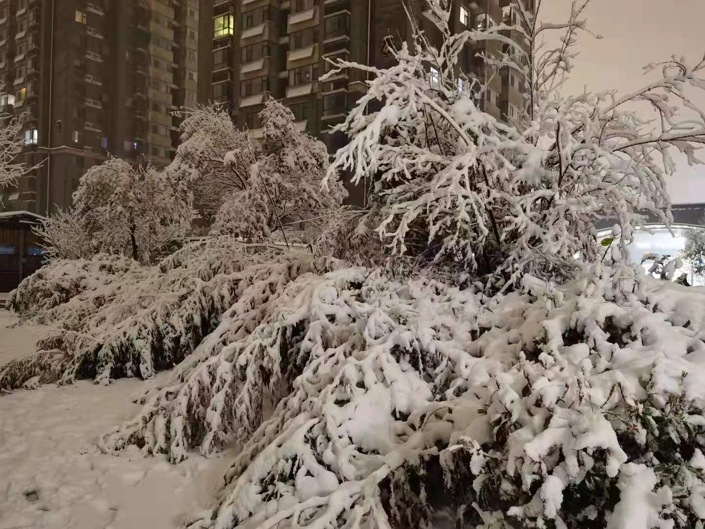 汪太银:  郑州真的下雪了