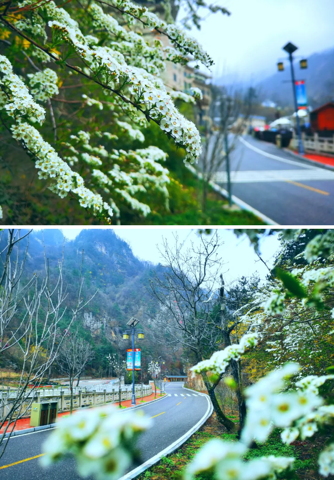静美天河谷：随春天一起醒来，与山花一起烂漫！