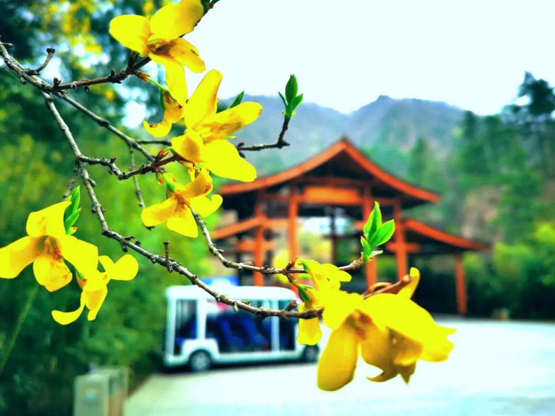 静美天河谷：随春天一起醒来，与山花一起烂漫！