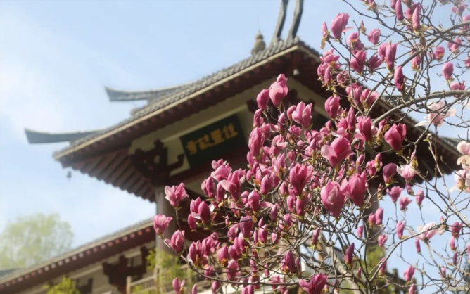 花开正艳老君山！