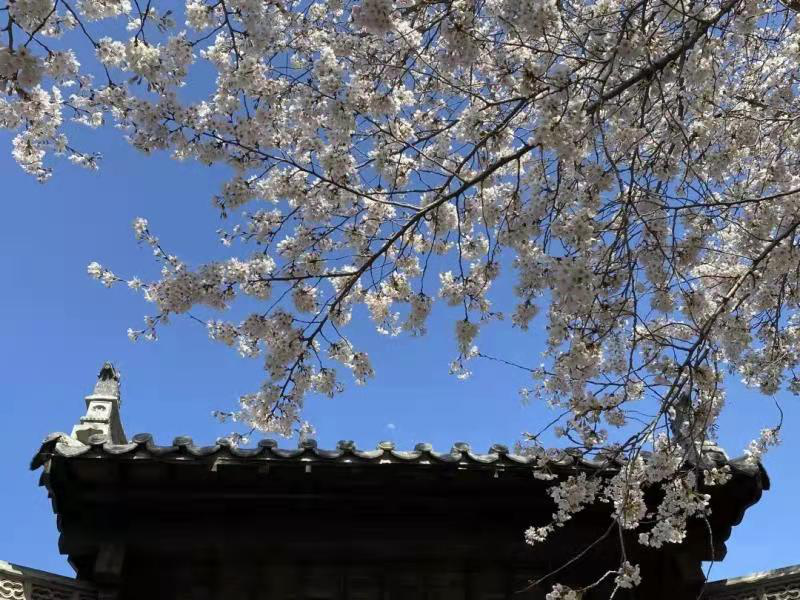 “山河祖国 老家河南”2021嵩山少林春季功夫跑即将盛大开启！