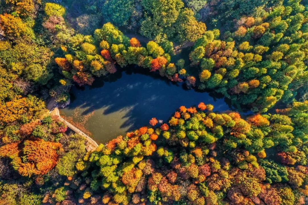 公告|鸡公山景区“金九银十”惠民月红叶节免票活动