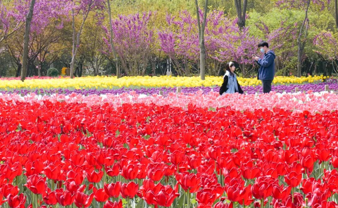 郑州绿博园问花节3月18日盛情启幕！