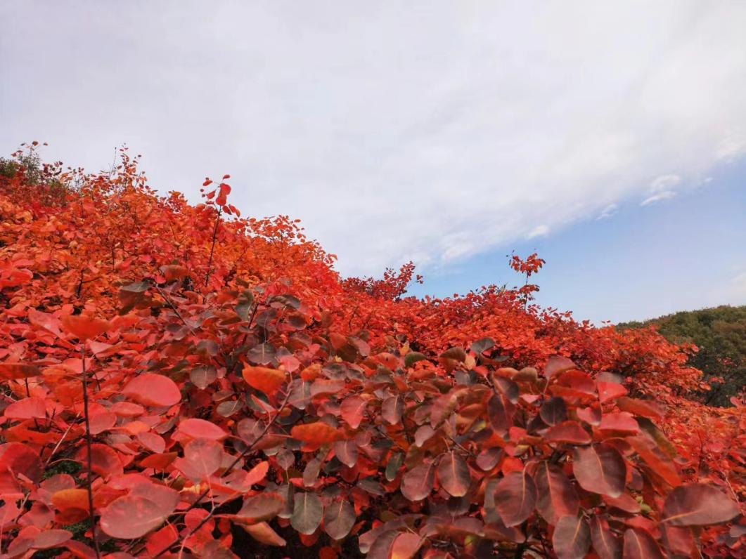 “日出嵩山，红叶漫天”第十一届嵩山红叶节盛大开幕