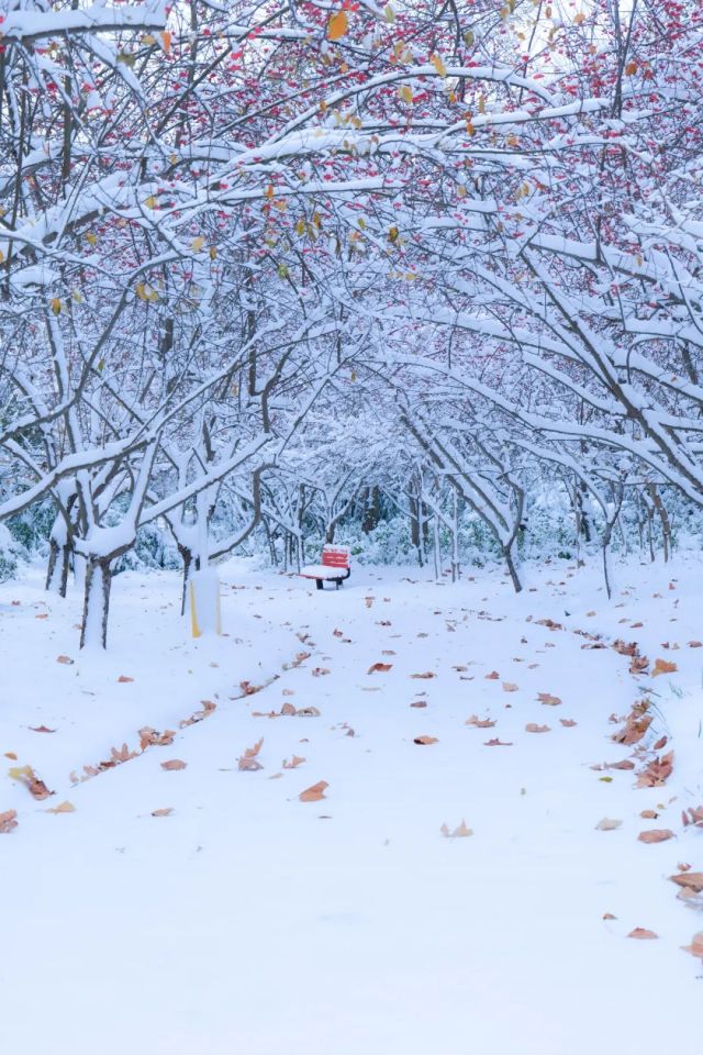 今日开园 ▏绿博园里的“雪色浪漫”