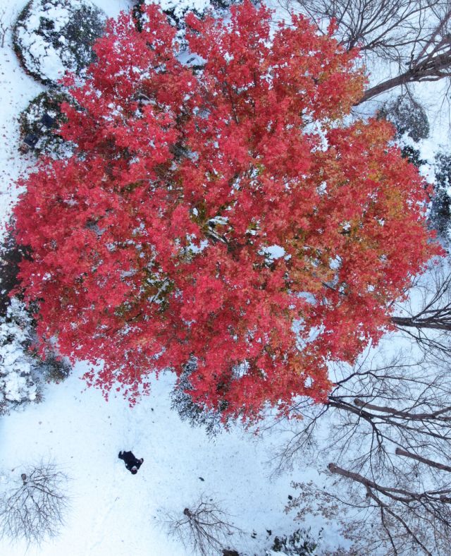 今日开园 ▏绿博园里的“雪色浪漫”