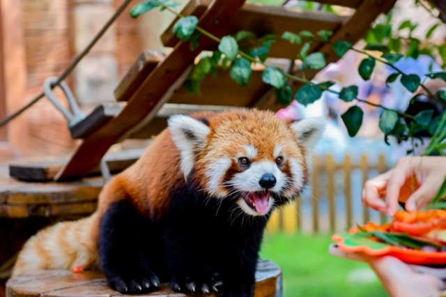 共赴五年欢乐之约! 银基动物王国与冰雪酒店生日庆典完美收官 共赴五年欢乐之约! 银基动物王国与冰雪酒店生日庆典完美收官